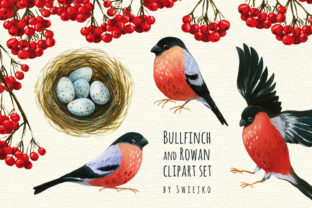 Bullfinch and Rowan, Watercolor Painted Illustrations