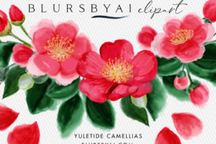 Winter Yuletide Camellias Illustrations